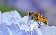 Syrphid Fly (Eristalis arbustorum)